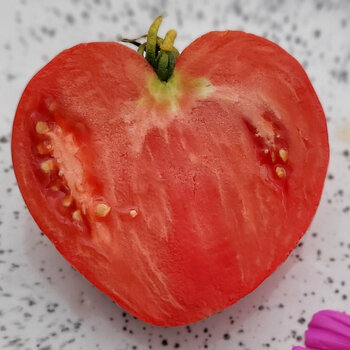 Tomato- Sherry's Sweetheart