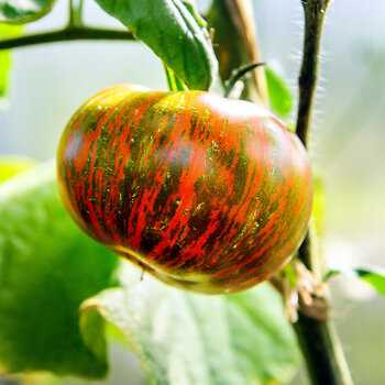 Tomato- Berkeley Tie Dye