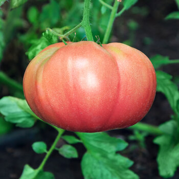 Tomato- Ponderosa Pink