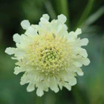 Cephalaria