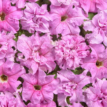 Petunia- Peace