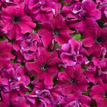 Petunia- Purple Dwarf