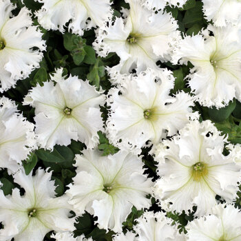 Petunia- Krajkovy Zavoj