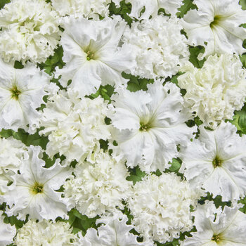 Petunia- White Double