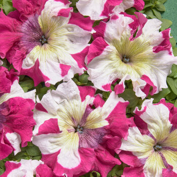 Petunia- Copper Spotted