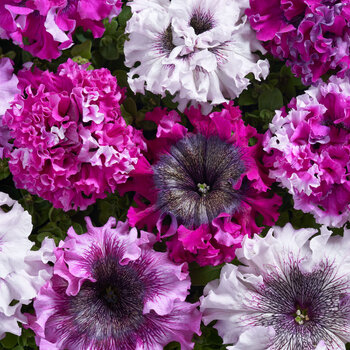 Petunia- Cerny's Triumph