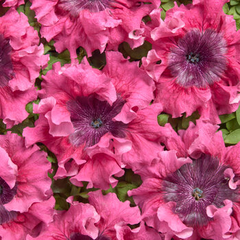 Petunia- Mystic Rose