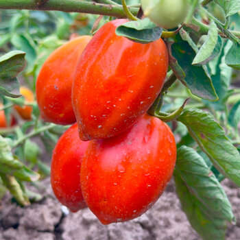 Tomato- Amos Coli