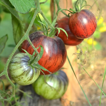 Tomato- Cosmic Burst