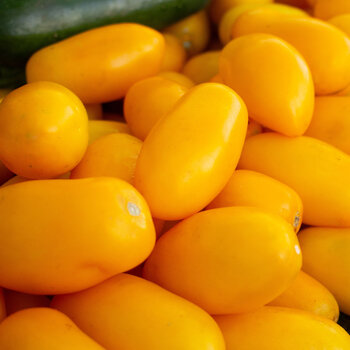 Tomato- Laura's Bounty