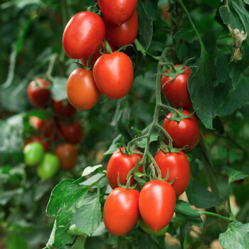 Tomato- Melanie's Ballet