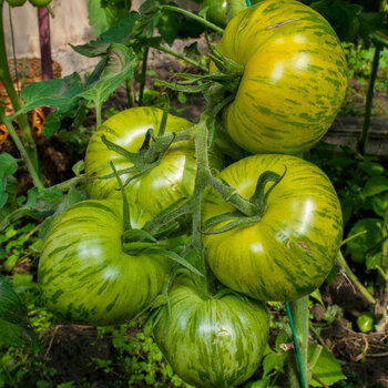 Tomato- Mint Streak