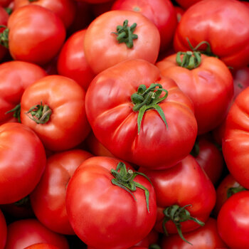 Tomato- Zoe's Sweet