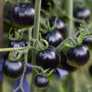 Tomato- Fahrenheit Blues
