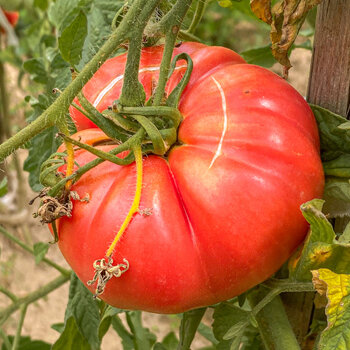 Tomato- Florida Pink Giant