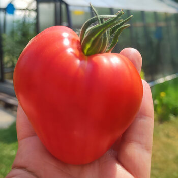 Tomato- Lionheart