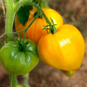 Tomato- Orange Russian 117