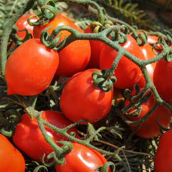 Tomato- Piennolo del Vesuvio