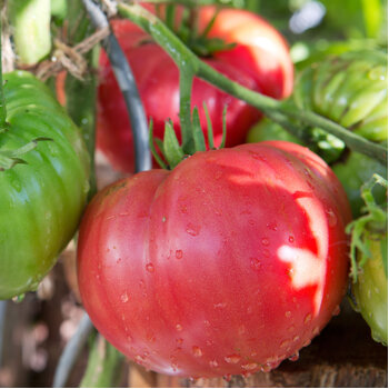 Tomato- Pink Mortgage Lifter