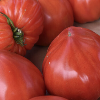 Tomato- Pink Passion