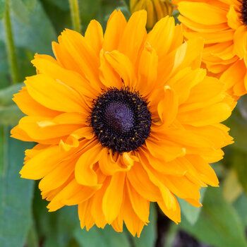Black Eyed Susan- Goldilocks