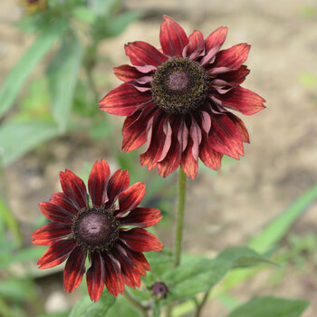 Black Eyed Susan- Cherry Brandy