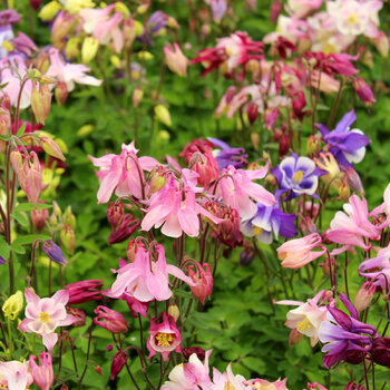 Aquilegia- Biedermeier Mixed