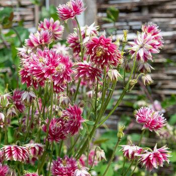 Aquilegia- Nora Barlow