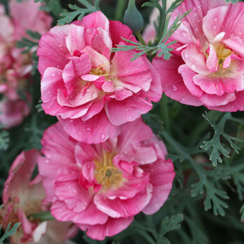 Californian Poppy- Rosa Romantica