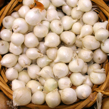 Pearl Onion- White