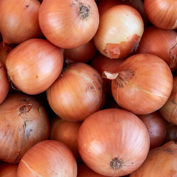 Onion- Early Long Day Brown