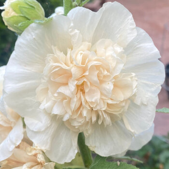 Hollyhock- Majorette Champagne
