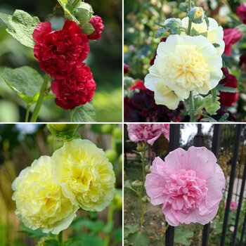 Hollyhock- Majorette Mix