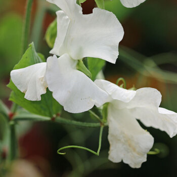 Sweetpea- Royal White
