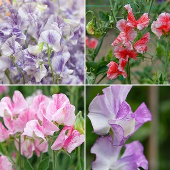 Sweetpea- Streamer Mix