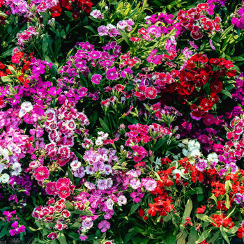 Sweet William- Single Mix