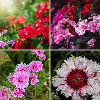 Dianthus- Gaiety Double Mix