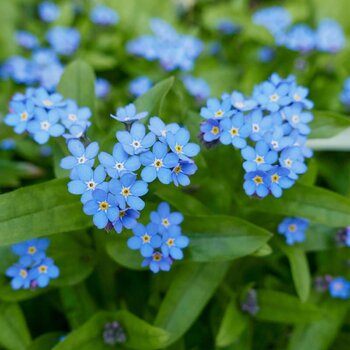 Forget Me Not- Blue