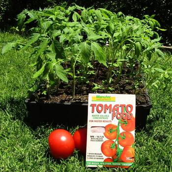 Tomato Food Soluble Fertiliser- 500g