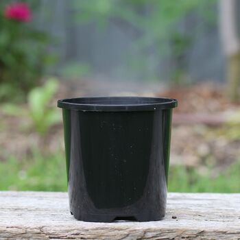 100mm Plastic Pot- Black