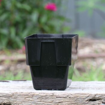 Squat Punnet Pot- Large