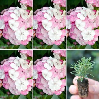 Seedling 5 Pack- Sweet William- Sweet Pink Magic