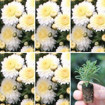 Seedling 5 Pack- Chrysanthemum- Frosty White