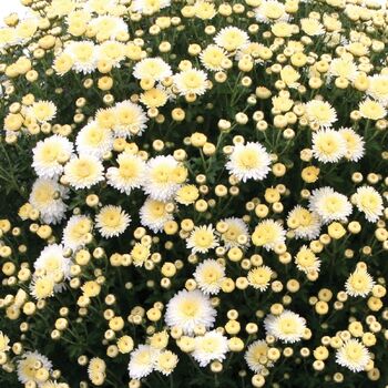 Chrysanthemum- Frosty White (seedling)