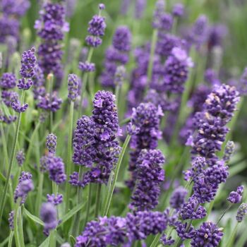 Lavender- Aromatico Blue (seedling)