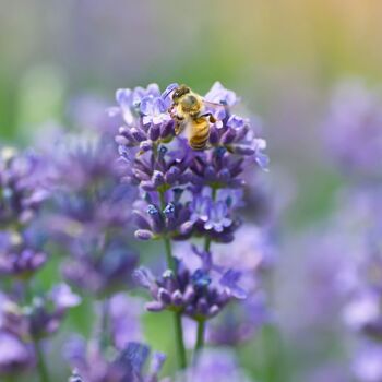Lavender- Bee (seedling)