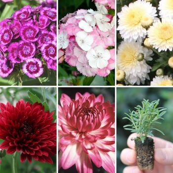 Seedling 5 Pack- Cut Flower Collection