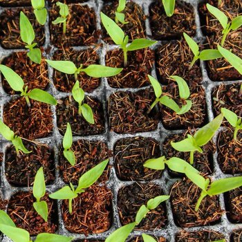 Seed Subscription: Vegetable, Arid Climate, Autumn 2025