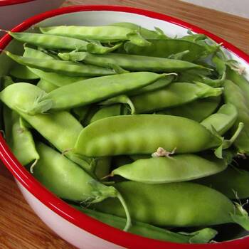 Snow Pea- Mammoth Melting