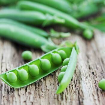 Shelling Pea- Greenfeast